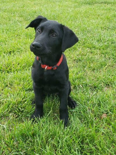Lone Wolff Park - St Peters, MO