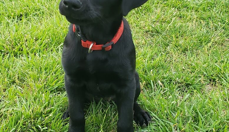 Lone Wolff Park - St Peters, MO