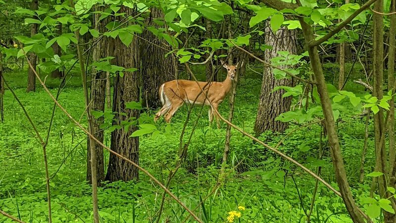 Rabbit Run Park - St Peters, MO