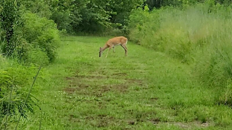 Rabbit Run Park - St Peters, MO