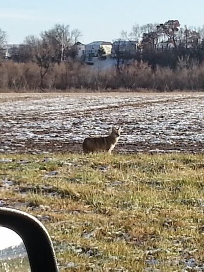 Shady Springs Park - St Peters, MO