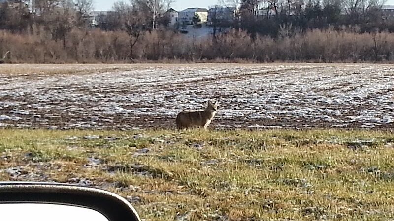 Shady Springs Park - St Peters, MO