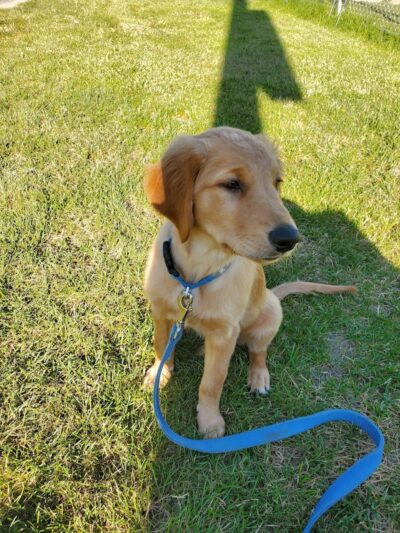 Shady Springs Park - St Peters, MO