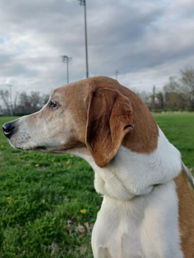 Sports Center Park - St Peters, MO