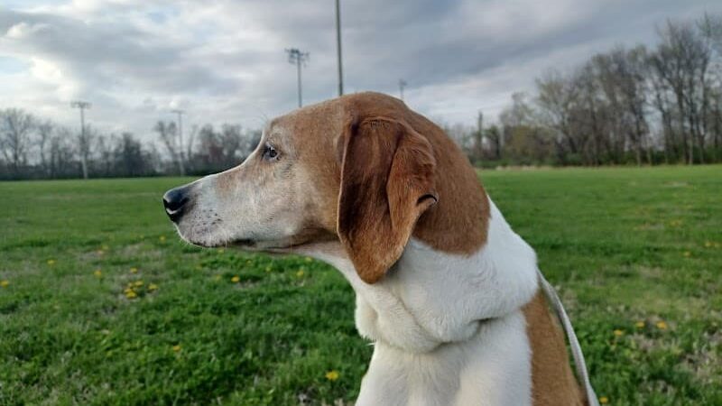 Sports Center Park - St Peters, MO