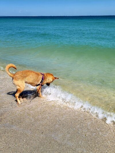 Fort De Soto Dog Park / Beach - St. Petersburg, FL