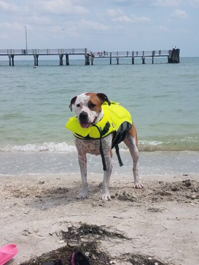 Fort De Soto Dog Park / Beach - St. Petersburg, FL