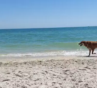 Fort De Soto Dog Park / Beach - St. Petersburg, FL