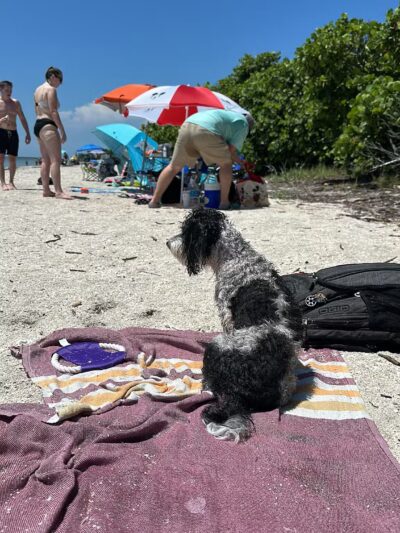 Fort De Soto Dog Park / Beach - St. Petersburg, FL