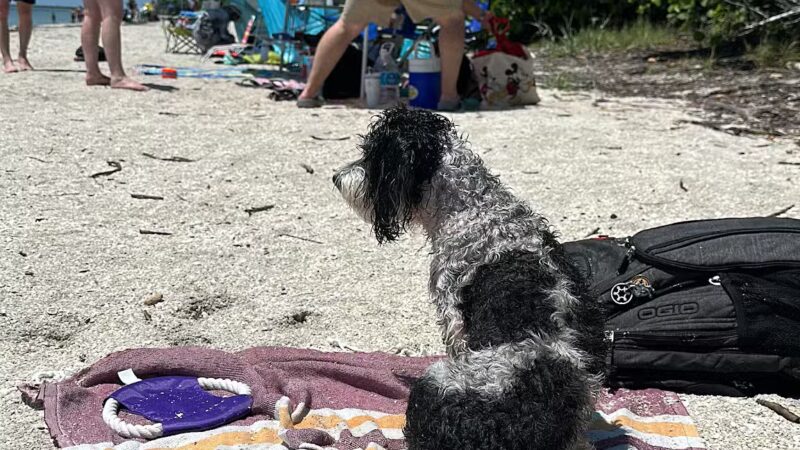 Fort De Soto Dog Park / Beach - St. Petersburg, FL