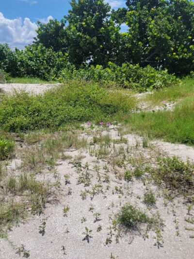 Fort De Soto Dog Park / Beach - St. Petersburg, FL