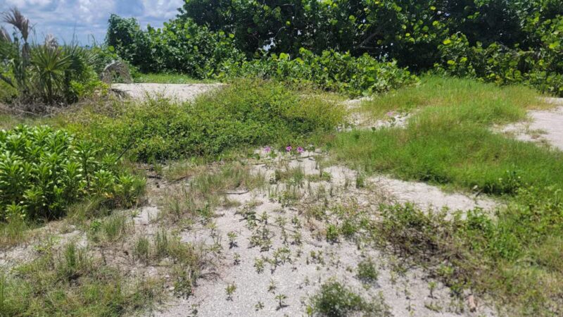 Fort De Soto Dog Park / Beach - St. Petersburg, FL