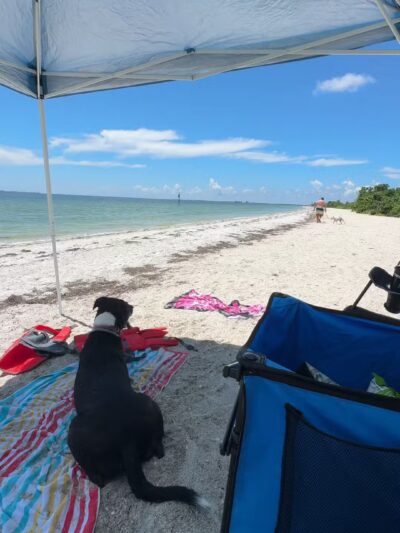 Fort De Soto Dog Park / Beach - St. Petersburg, FL