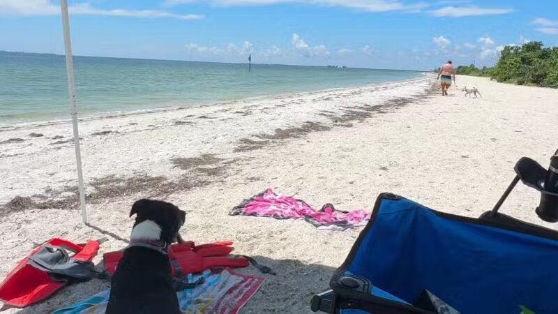 Fort De Soto Dog Park / Beach - St. Petersburg, FL