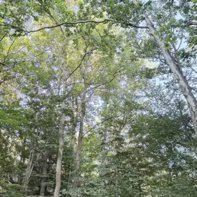Linn Run State Park - Stahlstown, PA