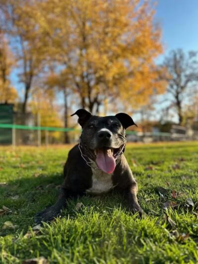 Northerleigh Park - Staten Island, NY