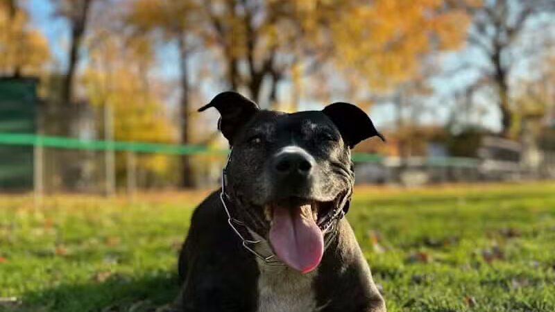 Northerleigh Park - Staten Island, NY