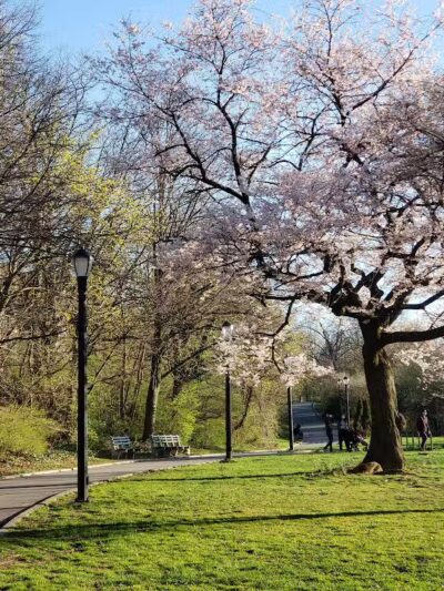 Silver Lake Dog Run - Staten Island, NY