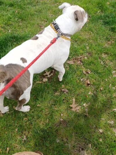 Silver Lake Dog Run - Staten Island, NY