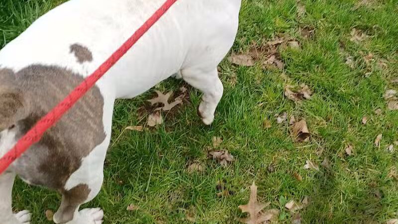 Silver Lake Dog Run - Staten Island, NY