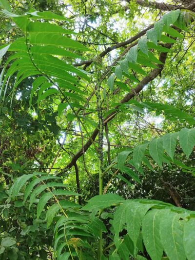 Silver Lake Dog Run - Staten Island, NY