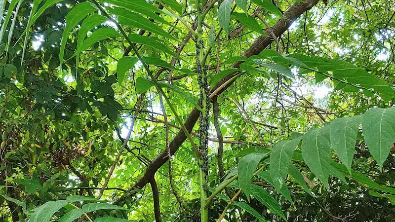 Silver Lake Dog Run - Staten Island, NY
