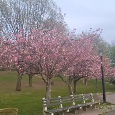 Silver Lake Dog Run - Staten Island, NY