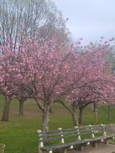 Silver Lake Dog Run - Staten Island, NY