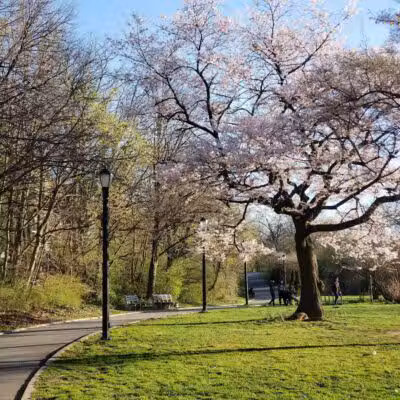 Silver Lake Dog Run - Staten Island, NY