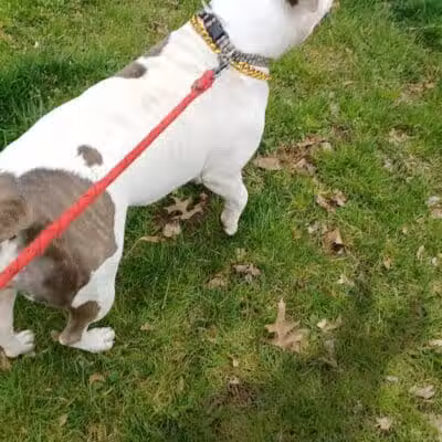 Silver Lake Dog Run - Staten Island, NY