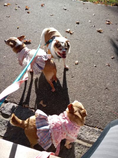 Westerleigh Park - Staten Island, NY