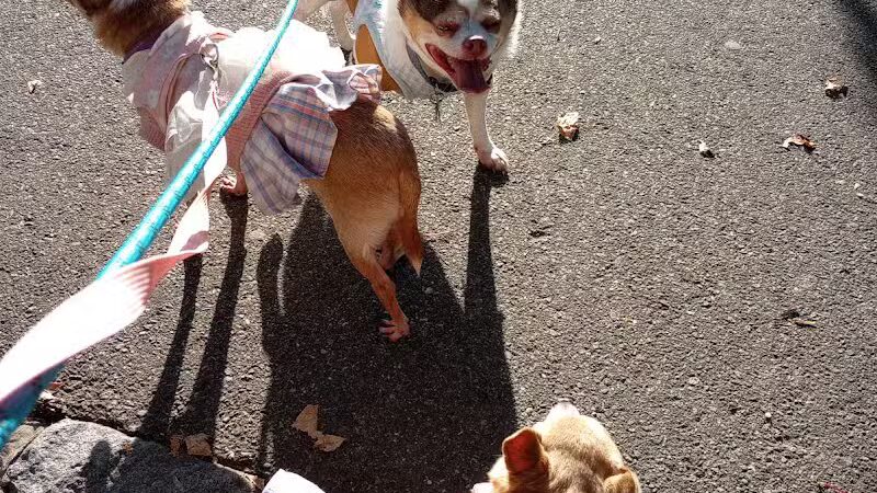 Westerleigh Park - Staten Island, NY