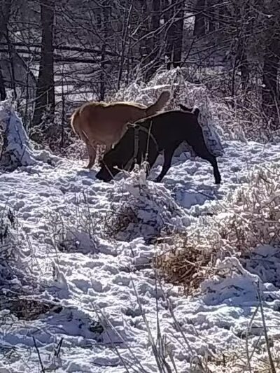Stevens Point Dog Park - Stevens Point, WI