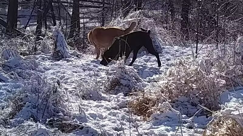 Stevens Point Dog Park - Stevens Point, WI