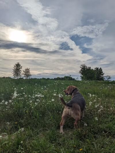 Stevens Point Dog Park - Stevens Point, WI