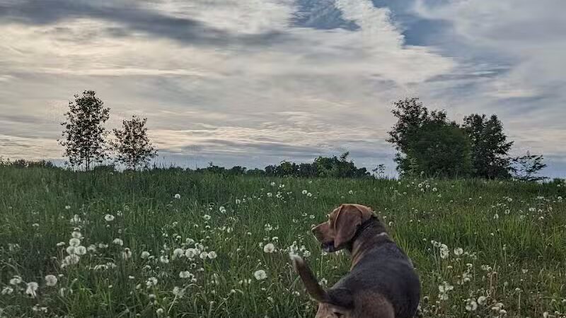 Stevens Point Dog Park - Stevens Point, WI