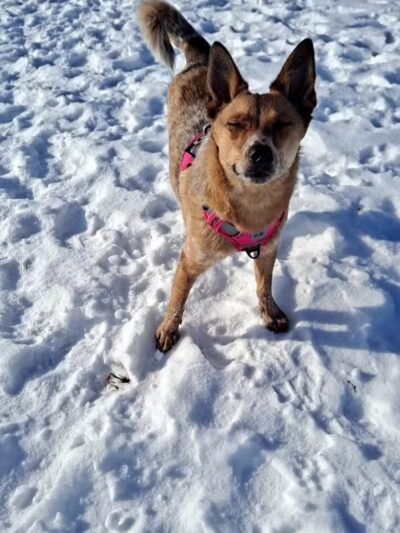 Stevens Point Dog Park - Stevens Point, WI