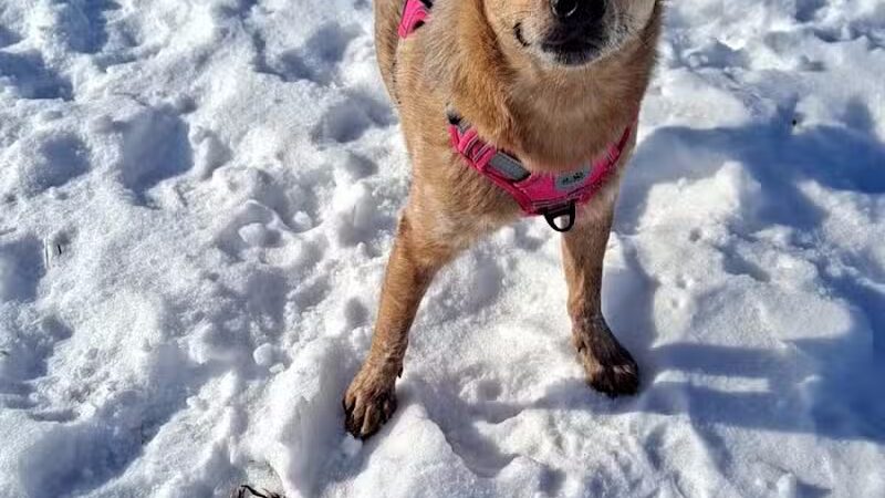 Stevens Point Dog Park - Stevens Point, WI