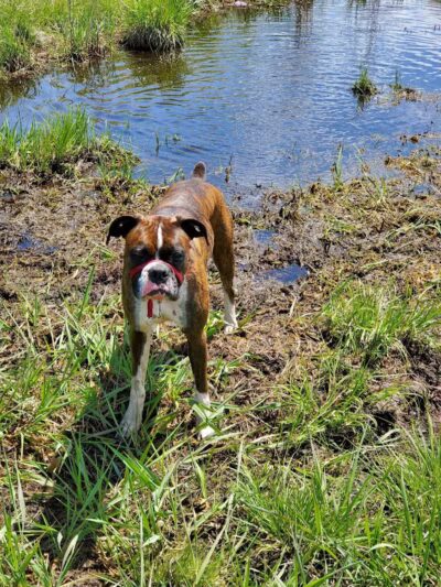 Stevens Point Dog Park - Stevens Point, WI