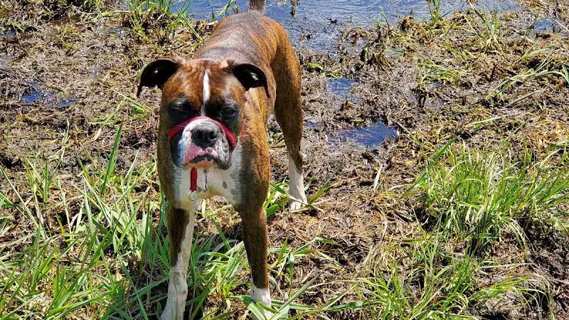 Stevens Point Dog Park - Stevens Point, WI