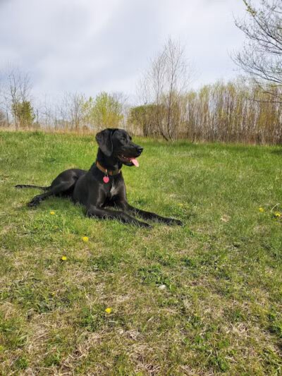 Stevens Point Dog Park - Stevens Point, WI