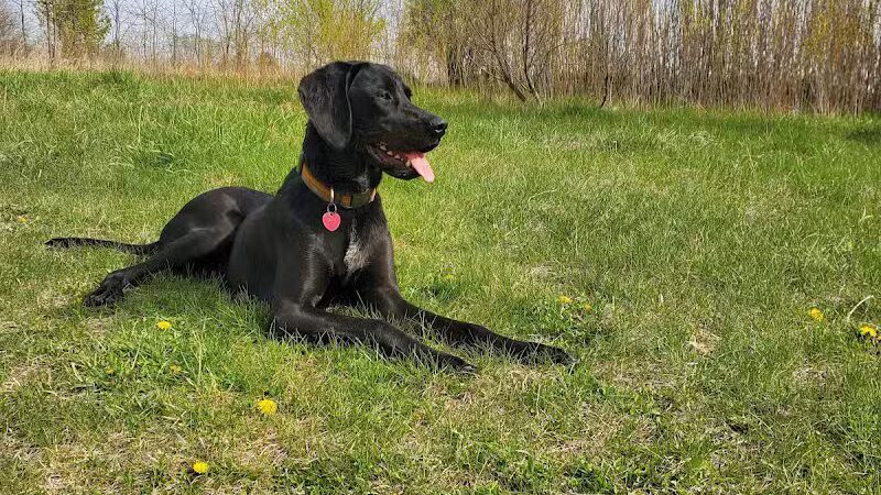 Stevens Point Dog Park - Stevens Point, WI