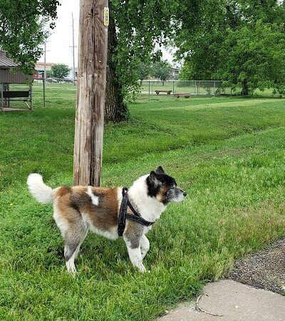 Stillwaggin' Dog Park - Stillwater, OK