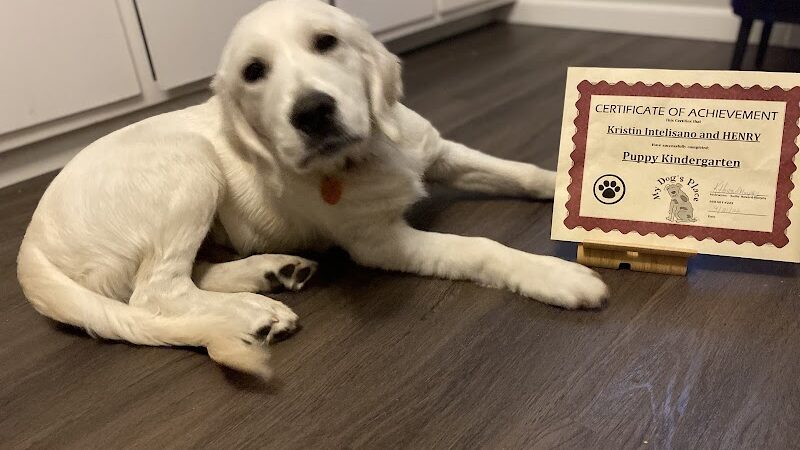 My Dog's Place - Stonington, CT