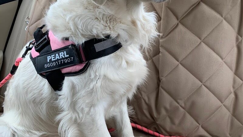 My Dog's Place - Stonington, CT