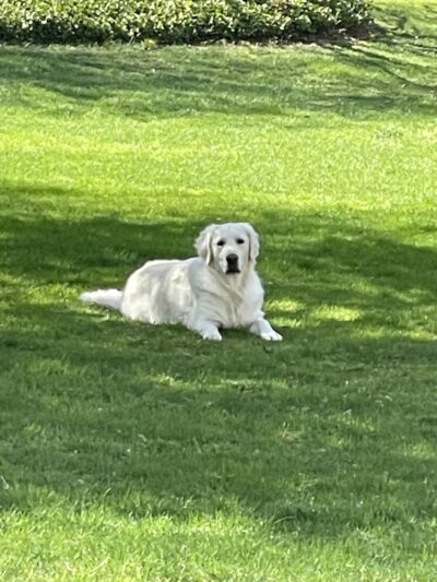 My Dog's Place - Stonington, CT