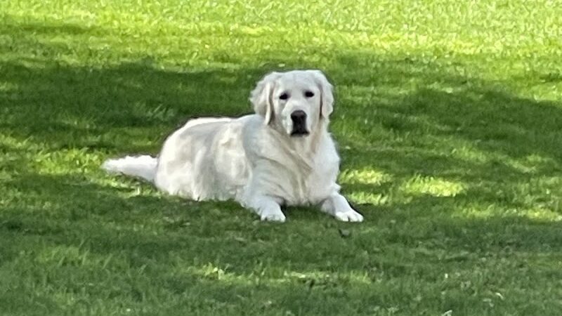 My Dog's Place - Stonington, CT