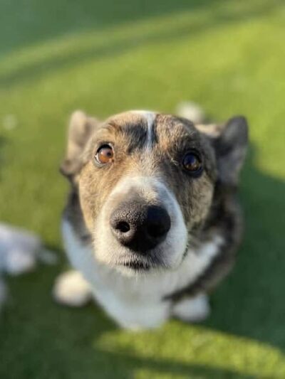 My Dog's Place - Stonington, CT