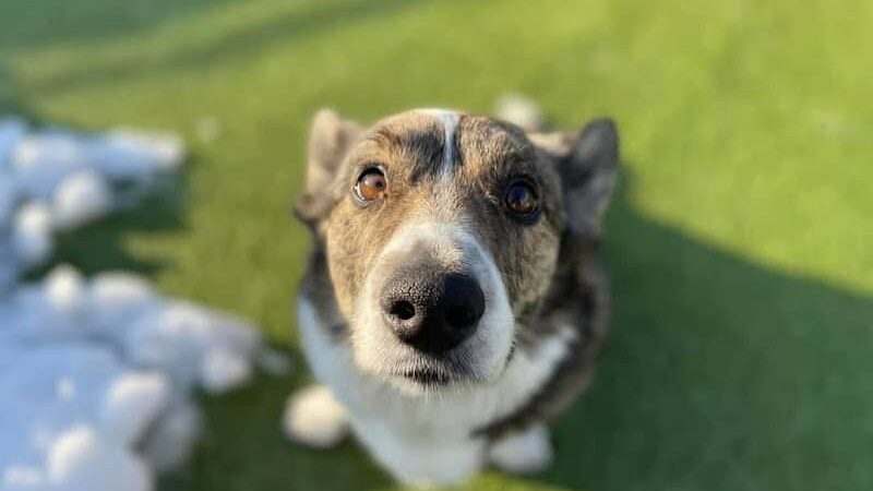 My Dog's Place - Stonington, CT