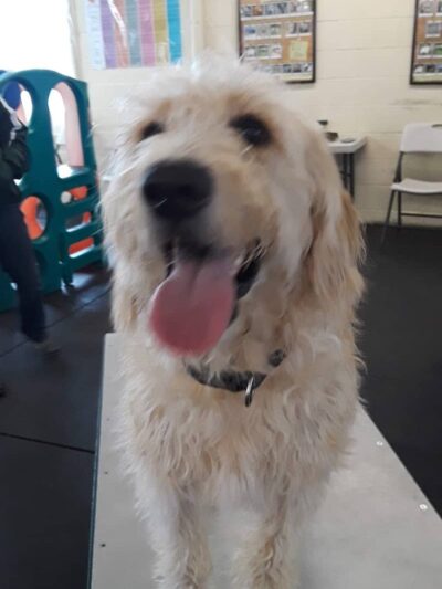 My Dog's Place - Stonington, CT